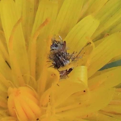 Heliocosma (genus - immature) (A tortrix or leafroller moth) at Dryandra St Woodland - 23 Apr 2022 by ConBoekel