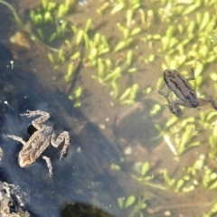 Crinia sp. (genus) at Tennent, ACT - 25 Apr 2022