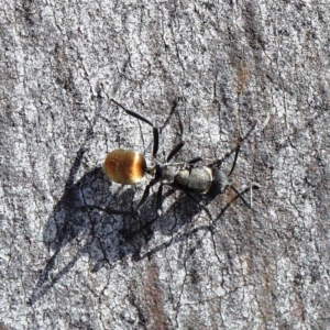 Polyrhachis ammon at O'Connor, ACT - 23 Apr 2022 12:50 PM