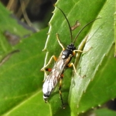 Labium sp. (genus) (An Ichneumon wasp) at Tennent, ACT - 25 Apr 2022 by JohnBundock