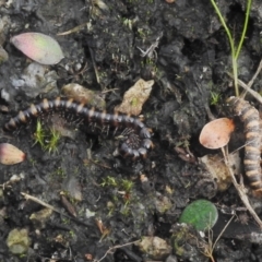 Paradoxosomatidae sp. (family) (Millipede) at Tennent, ACT - 25 Apr 2022 by JohnBundock