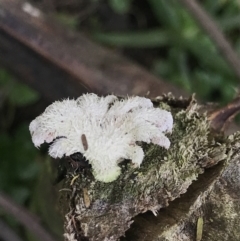 Schizophyllum commune (Split Gill Fungus) at Green Cape, NSW - 22 Apr 2022 by MattFox