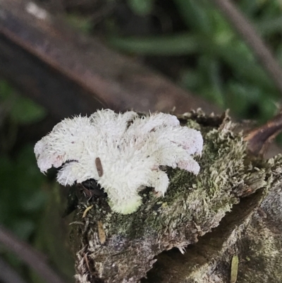 Schizophyllum commune (Split Gill Fungus) at Green Cape, NSW - 22 Apr 2022 by MattFox