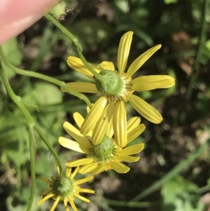 Senecio madagascariensis at Green Cape, NSW - 22 Apr 2022 11:01 AM