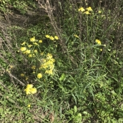 Senecio madagascariensis at Green Cape, NSW - 22 Apr 2022 11:01 AM