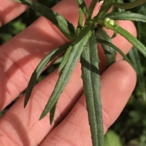 Senecio madagascariensis at Green Cape, NSW - 22 Apr 2022 11:01 AM