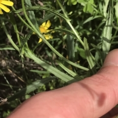 Senecio madagascariensis at Green Cape, NSW - 22 Apr 2022 11:01 AM