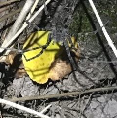 Unidentified Spider (Araneae) at Green Cape, NSW - 21 Apr 2022 by MattFox