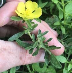 Hibbertia linearis at Green Cape, NSW - 21 Apr 2022 03:40 PM