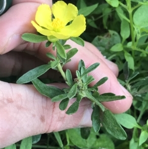 Hibbertia linearis at Green Cape, NSW - 21 Apr 2022 03:40 PM