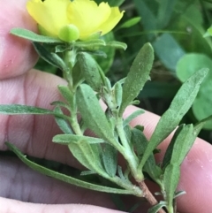 Hibbertia linearis at Green Cape, NSW - 21 Apr 2022 03:40 PM