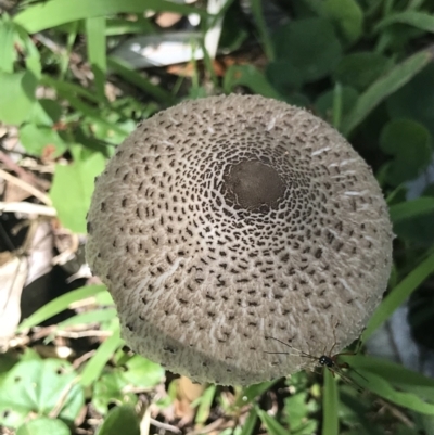 Chlorophyllum/Macrolepiota sp. (genus) at Green Cape, NSW - 21 Apr 2022 by MattFox