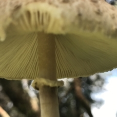 Chlorophyllum/Macrolepiota sp. (genus) at Green Cape, NSW - 21 Apr 2022 11:22 AM