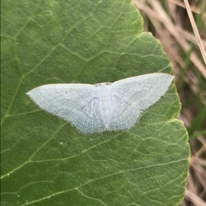 Poecilasthena thalassias at Green Cape, NSW - 21 Apr 2022 09:31 AM