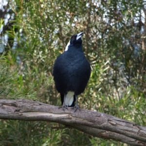 Gymnorhina tibicen at Fyshwick, ACT - 25 Apr 2022