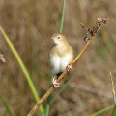 Cisticola exilis (Golden-headed Cisticola) at Jerrabomberra Wetlands - 25 Apr 2022 by MatthewFrawley