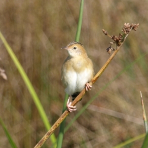 Cisticola exilis at Fyshwick, ACT - 25 Apr 2022 12:42 PM