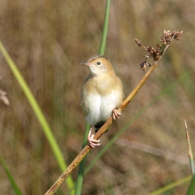 Cisticola exilis (Golden-headed Cisticola) at Jerrabomberra Wetlands - 25 Apr 2022 by MatthewFrawley