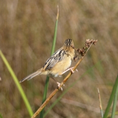 Cisticola exilis at Fyshwick, ACT - 25 Apr 2022 12:42 PM