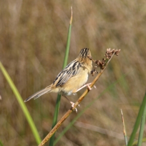 Cisticola exilis at Fyshwick, ACT - 25 Apr 2022 12:42 PM