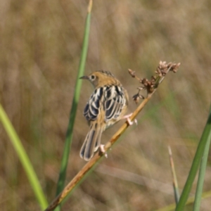 Cisticola exilis at Fyshwick, ACT - 25 Apr 2022 12:42 PM