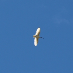 Threskiornis molucca (Australian White Ibis) at Jerrabomberra Wetlands - 25 Apr 2022 by MatthewFrawley