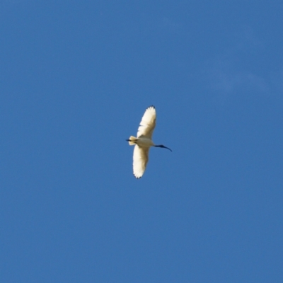 Threskiornis molucca (Australian White Ibis) at Jerrabomberra Wetlands - 25 Apr 2022 by MatthewFrawley