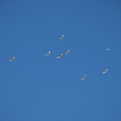 Threskiornis molucca at Fyshwick, ACT - 25 Apr 2022