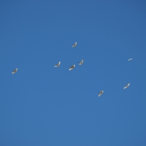 Threskiornis molucca at Fyshwick, ACT - 25 Apr 2022