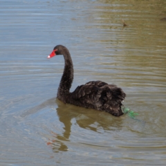 Cygnus atratus (Black Swan) at Jerrabomberra Wetlands - 25 Apr 2022 by MatthewFrawley