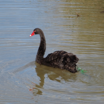 Cygnus atratus (Black Swan) at Jerrabomberra Wetlands - 25 Apr 2022 by MatthewFrawley
