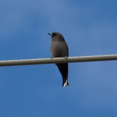 Artamus cyanopterus (Dusky Woodswallow) at Fyshwick, ACT - 25 Apr 2022 by MatthewFrawley