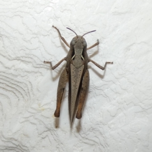 Cryptobothrus chrysophorus at McKellar, ACT - 23 Apr 2022