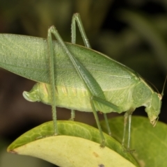 Caedicia simplex (Common Garden Katydid) at Melba, ACT - 18 Mar 2022 by kasiaaus