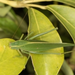 Caedicia simplex at Melba, ACT - 18 Mar 2022