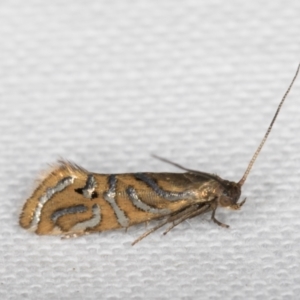 Glyphipterix cyanochalca at Melba, ACT - 19 Mar 2022