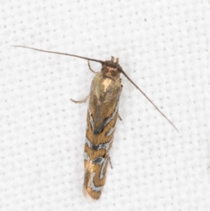 Glyphipterix cyanochalca at Melba, ACT - 19 Mar 2022