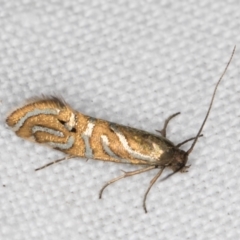 Glyphipterix cyanochalca at Melba, ACT - 19 Mar 2022