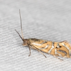 Glyphipterix cyanochalca at Melba, ACT - 19 Mar 2022