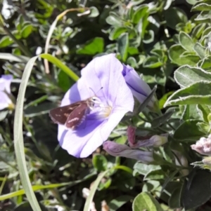 Taractrocera papyria at Latham, ACT - 18 Apr 2022