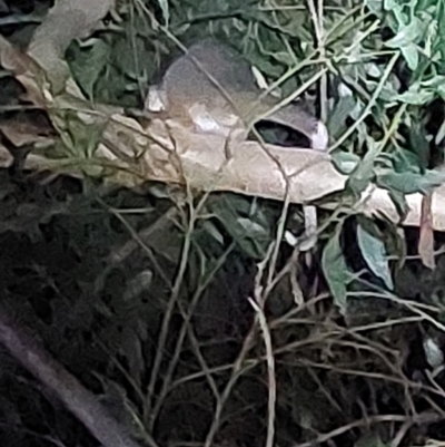 Pseudocheirus peregrinus (Common Ringtail Possum) at Wirlinga, NSW - 25 Apr 2022 by RobCook