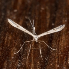 Platyptilia celidotus (Plume Moth) at Melba, ACT - 19 Mar 2022 by kasiaaus