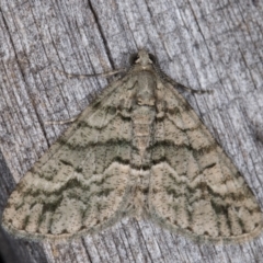 Lipogya eutheta (Grey Bark Moth) at Melba, ACT - 19 Mar 2022 by kasiaaus