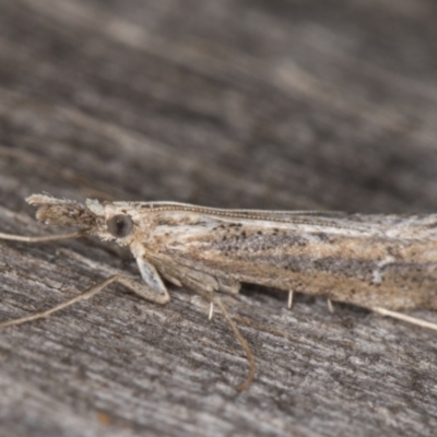 Hednota crypsichroa (A Crambid moth) at Melba, ACT - 19 Mar 2022 by kasiaaus