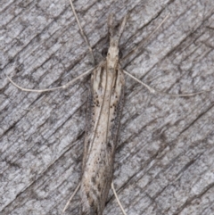 Hednota crypsichroa at Melba, ACT - 19 Mar 2022