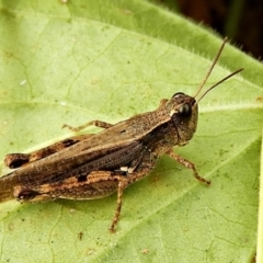 Phaulacridium vittatum (Wingless Grasshopper) at Crooked Corner, NSW - 25 Apr 2022 by Milly