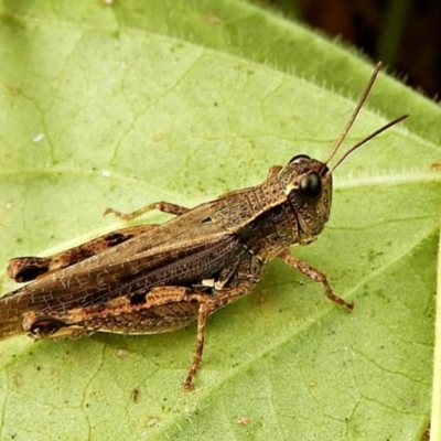 Phaulacridium vittatum (Wingless Grasshopper) at Crooked Corner, NSW - 25 Apr 2022 by Milly