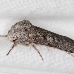 Cryptophasa irrorata (A Gelechioid moth (Xyloryctidae)) at Melba, ACT - 19 Mar 2022 by kasiaaus