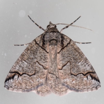 Austroterpna paratorna (Rounded Grey (Geometrinae)) at Melba, ACT - 19 Mar 2022 by kasiaaus