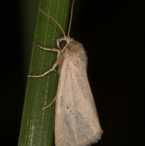 Heliocheilus moribunda at Melba, ACT - 19 Mar 2022